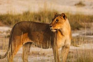 Die Löwin beobachtet Touristen, wie der Fotograf Nahaufnahmen macht