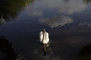 weißer Schwan im Wasser. Wasservogel am See. weiße Schwanenfedern. foto