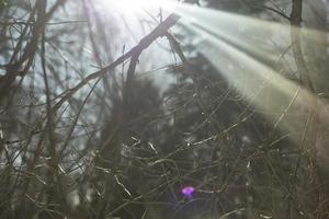 Sonnenstrahlen durch Pflanzen. Blendung auf der Linse. foto