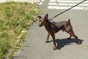 kleiner Rassehund auf Spaziergang. kleiner Hund im Sommer. Gehendes Haustier an der Leine. foto