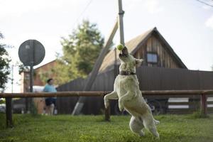 Hund springt nach Ball. mit Haustier spielen. Tennisball dem Hund zuwerfen. foto