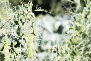 unscharfes Bild einer jungen Erbsenpflanze mit Schoten. Zuckererbsen, die in einem Sommergarten wachsen, grüne Blätter, Zweige und Schoten. Bio-Gärtnern. grüne Erbsenpflanze im Garten. natürlicher natürlicher Hintergrund. foto