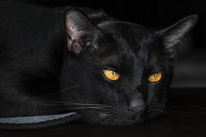 Porträtkopf schwarze Katze auf schwarzem Hintergrund foto