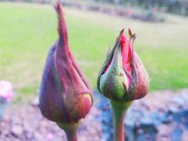 Blätter Blätter Früchte und Blumen foto