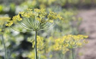 Hintergrund mit Dill Dolde Nahaufnahme. Gartenpflanze. duftender Dill auf einem Beet im Garten. wachsenden Dill. Dill im Garten. Regenschirm aromatische eurasische Pflanze. foto