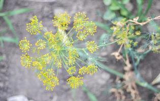 Hintergrund mit Dill Dolde Nahaufnahme. Gartenpflanze. duftender Dill auf einem Beet im Garten. wachsenden Dill. Dill im Garten. Regenschirm aromatische eurasische Pflanze. foto