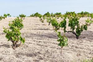 Weinberg in Kappadokien im Frühjahr foto