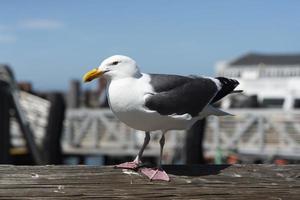 Blick auf die Möwe am Pier foto