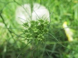 Blätter Blätter Früchte und Blumen foto