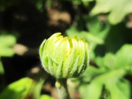 Blätter Blätter Früchte und Blumen foto