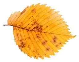 verfallenes Herbstblatt der Ulme isoliert foto