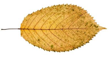 gefallenes gelbes blatt des prunusbaums lokalisiert foto