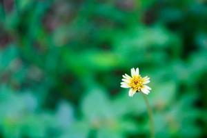 Mexikanische Gänseblümchenblume aus nächster Nähe foto