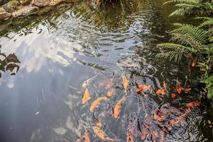 koi-fische in der dekorativen landschaftsgestaltung des gartenteichs foto