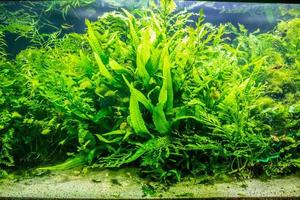 Wasserpflanze im Aquariumbecken foto