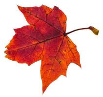 rotes Herbstblatt des Ahornbaums lokalisiert foto