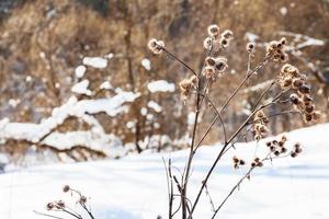 Schneebedeckte getrocknete Distel am Waldrand foto