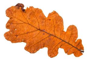 Rückseite des Herbstes löchriges orangefarbenes Blatt der Eiche foto