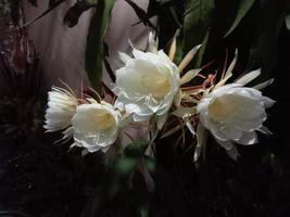 Foto von weißen Wijayakusuma-Blumen, die nachts blühen