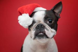 Ein Boston-Terrier-Hund in einem Weihnachtsmann-Weihnachtshut auf rotem Hintergrund im Studio. das konzept von neujahr und weihnachten. foto