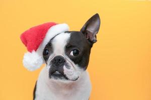 boston terrier hund in einem weihnachtshut des weihnachtsmanns auf einem orangefarbenen hintergrund im studio.konzept eines traurigen neuen jahres und weihnachtens. foto