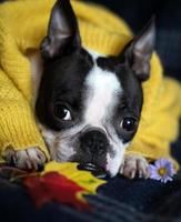 Herbstporträt eines Boston-Terrier-Hundes, der zu Hause in einen warmen, kuscheligen gelben Pullover gehüllt ist foto