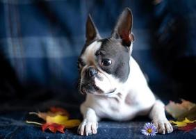 porträt eines boston terrier hundes in einem gemütlichen innenraum an einem herbsttag. das konzept der herbststimmung. foto