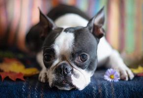 porträt eines boston terrier hundes in einem gemütlichen innenraum an einem herbsttag. das konzept der herbststimmung. foto