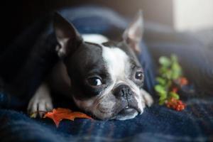 porträt eines boston terrier hundes in einem gemütlichen innenraum an einem herbsttag. das konzept der herbststimmung. foto