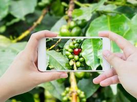 Fotografieren von frischen Kaffeebohnen in Kaffeepflanzen foto