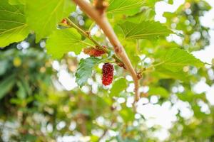 frische rote Maulbeerfrüchte auf Ast foto