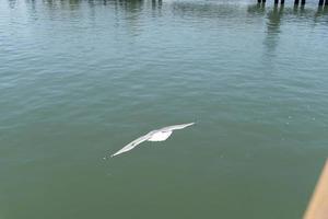 Blick auf die Möwe am Pier foto