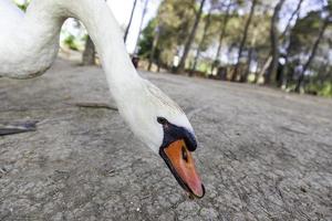 Schwan im Feld foto