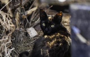 schwarze katze auf der straße foto