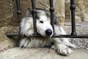 Husky auf einem Zaun foto