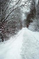 ein Pfad durch einen verschneiten Wald mit Fußspuren im Schnee. Grafische kahle Zweige der Bäume im weißen Wald. Winterlandschaft foto