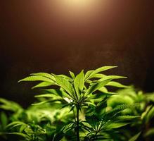 Grünes Cannabisblatt hautnah auf schwarzem Hintergrund mit Sonnenstrahl und Schein. Anbau von medizinischem Marihuana. Platz kopieren foto