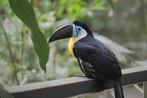 Tukanvogel in natürlicher Umgebung in Singapur foto