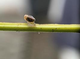 Schnecke auf Blumenzweig, morgens mit weißem Hintergrund, Makrofotografie, extreme Nahaufnahme foto