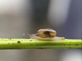 Schnecke auf Blumenzweig, morgens mit weißem Hintergrund, Makrofotografie, extreme Nahaufnahme foto