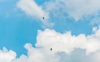 Vögel fliegen in den blauen Himmel foto