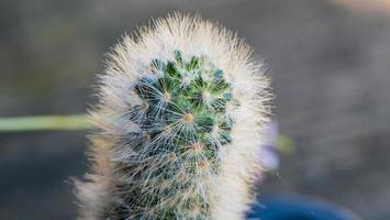 Kaktus Zimmerpflanze im Topf foto