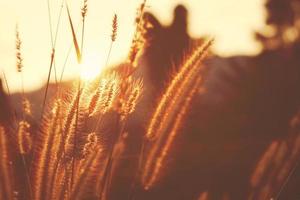 süße Wiesen bei Sonnenuntergang Sommer Natur Hintergrund foto