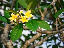 schöne Frangipani-gelbe und weiße Blütenfarbe, Plumeria-Blumenstrauß mit grünem natürlichem Hintergrund. foto