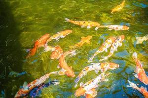 Koi-Fische schwimmen in künstlichen Teichen mit einem schönen Hintergrund im klaren Teich. Bunte Zierfische schwimmen in einem künstlichen Teich, Ansicht von oben foto