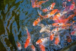 Koi-Fische schwimmen in künstlichen Teichen mit einem schönen Hintergrund im klaren Teich. Bunte Zierfische schwimmen in einem künstlichen Teich, Ansicht von oben foto