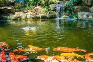 Wasserfälle im japanischen Garten. Üppig grüner tropischer Koi-Teich mit Wasserfall von jeder Seite. ein üppiger grüner Garten mit Wasserfall, der die felsigen Steine hinunterstürzt. Zen und friedlicher Hintergrund. foto