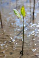 eine junge Mangrove, die in einem tropischen Mangrovenwald-Wiederaufforstungsprojekt im Schlamm wächst foto