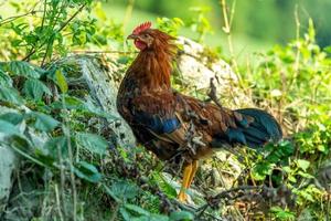 Freilandhühner auf einem deutschen Bauernhof im Sommer foto