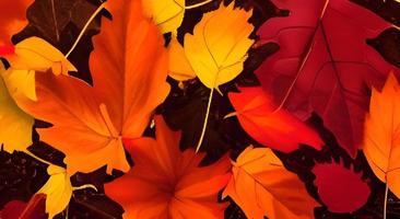 bunte Herbstblätter. Mehrfarbige Ahornblätter liegen auf dem Boden. foto